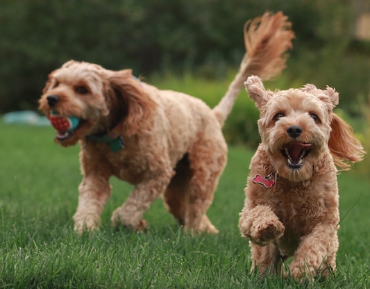 Two doodle pupies playing together outside in grass