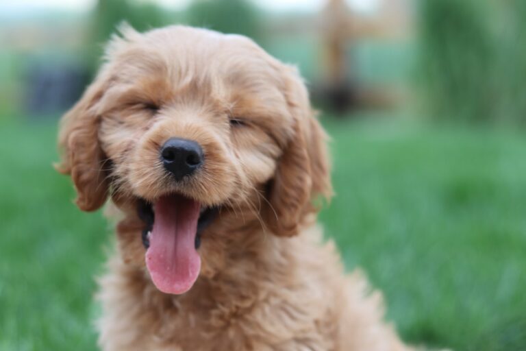 Happy puppy with tongue out