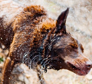 rinse your dog after periods in water