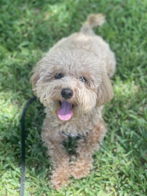 puppy training outside