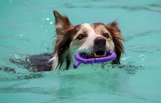 Dog in the water holding a ring in their mouth