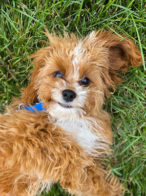 Super cute cavapoo puppy smiling at the camera on the grass outside