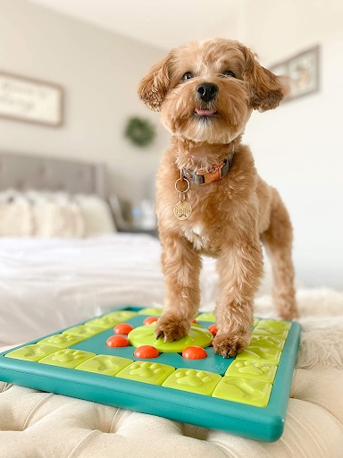 Puppy with puzzle toy