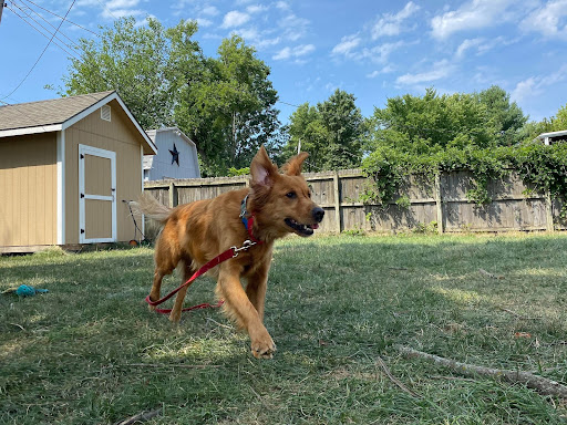 Dog practicing name recognition