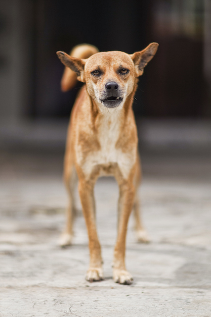 Why does dog's hair stand up on their back?