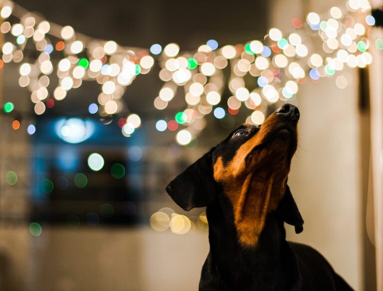 Daschund in front of Christmas lights