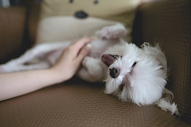Dog yawning while being petted