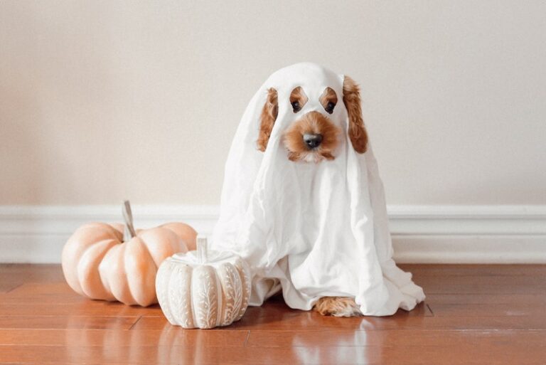 Dog in ghost costume sitting by pumpkins