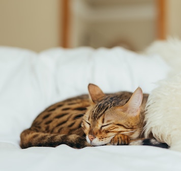 Cute kitten sleeping on a white bed