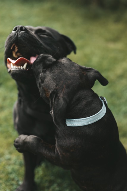 Puppy play-biting another dog