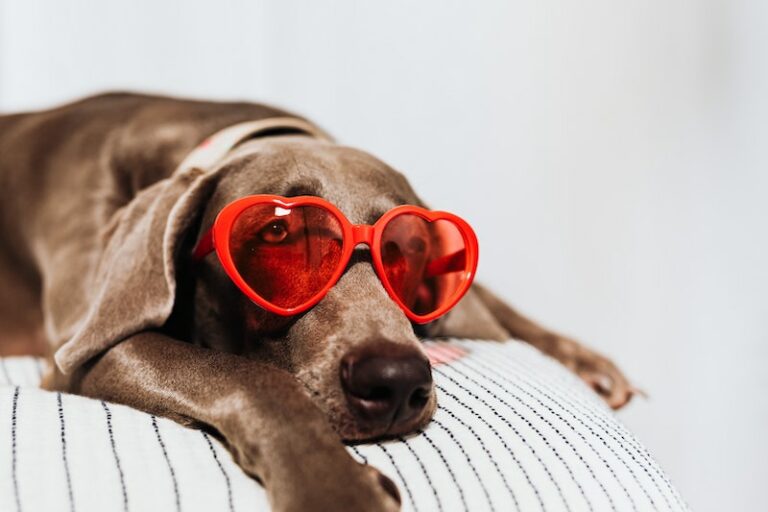 Dog wearing heart shaped glasses