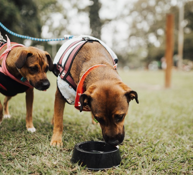 Dog water bowl