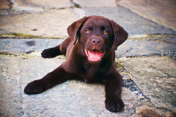 Puppy training dog training Kansas City