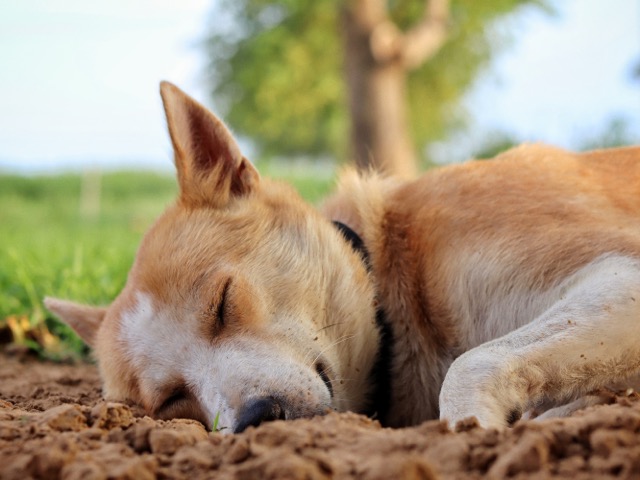 dog digging for a cool place to lay