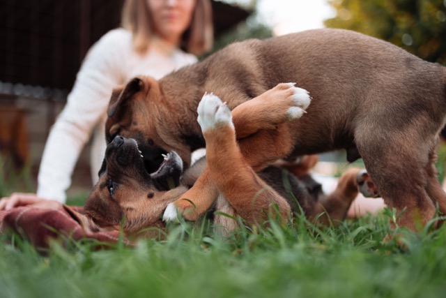 Puppy biting best sale during play