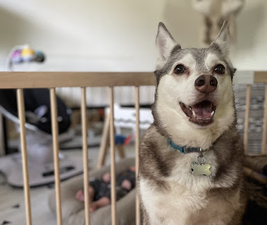 Dog sitting next to a baby gate