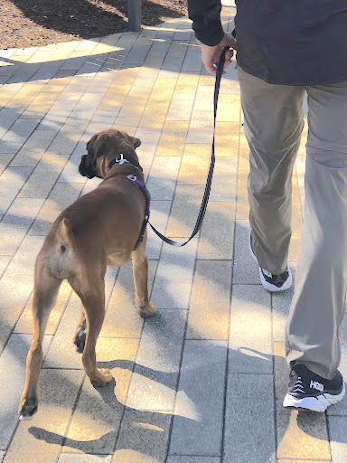 reinforcing proper positioning while teach leash walking