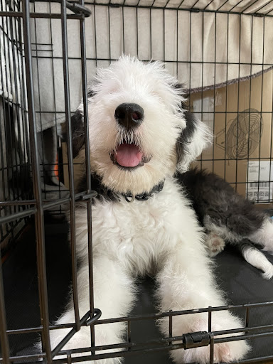 Crate training a puppy