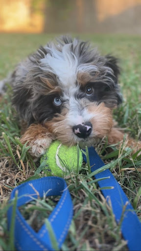 puppy learning how to play fetch