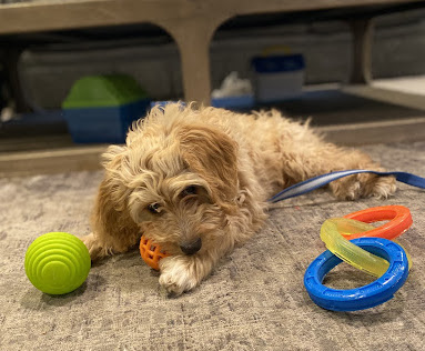 puppy practicing play biting exercise