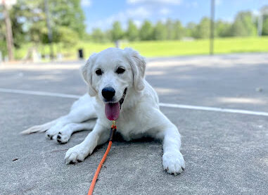 retriever practicing recall