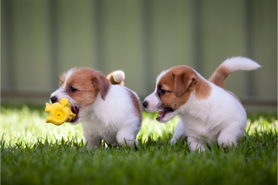 puppies playing