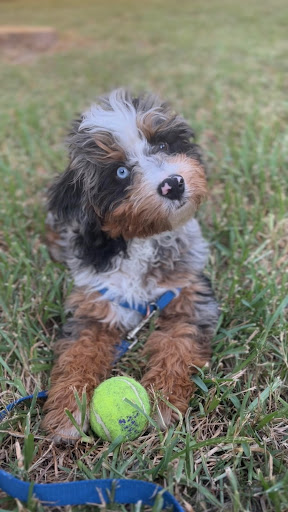 Puppy playing fetch