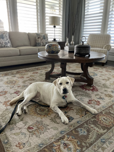 Dog laying in the house