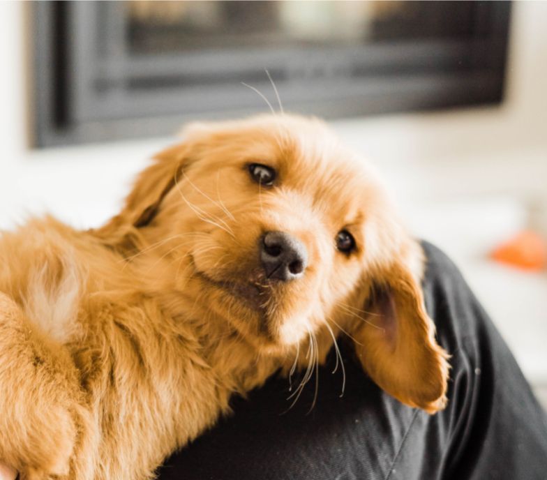 retriever puppy laying on lap