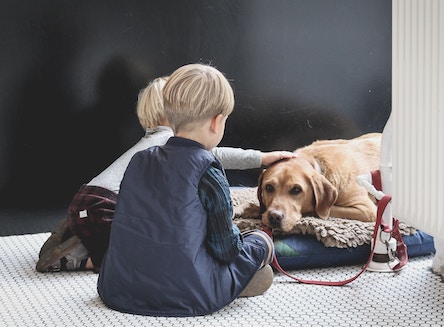 Two blonde children petting labrador retriever