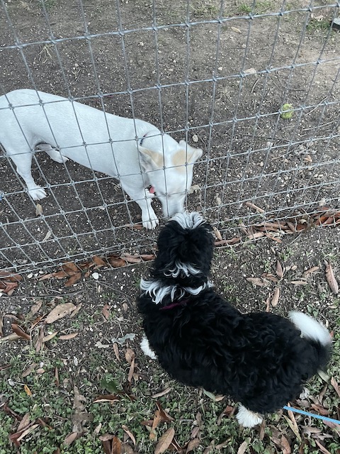 Two puppies socializing