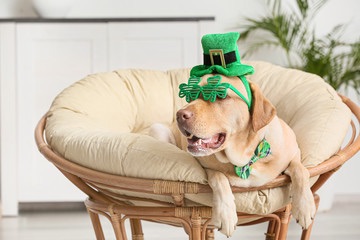 St. Patricks Day dog costume