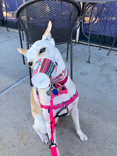dog visiting Starbucks coffee shop