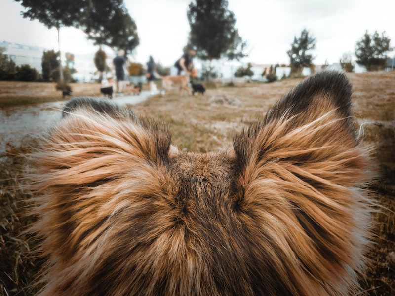 Dog Hackles: Why Do Dog's Hairs Stand Up?