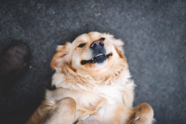 Dog smiling - protecting mental health