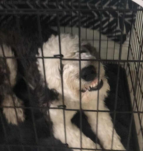 Dog in the crate showing teeth - submissive grin