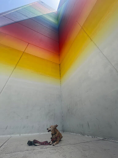 Dog photo at tallest art installation in Austin