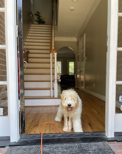 Teaching a dog to wait at the door