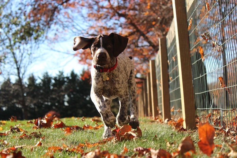 German Shorthaired Pointer coming when called