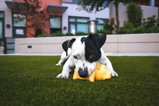 Dog playing on turf grass