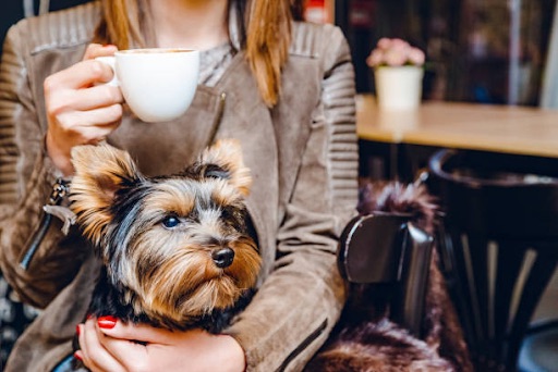 Dog in a person's lap at a coffee shop