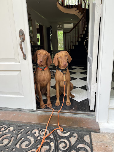 dogs waiting at the door