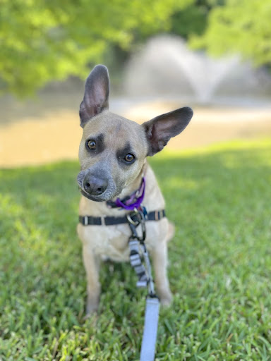 dog training at a park