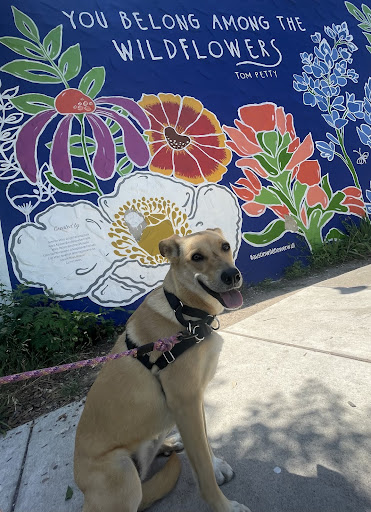 Dog sitting next to Austin Mural