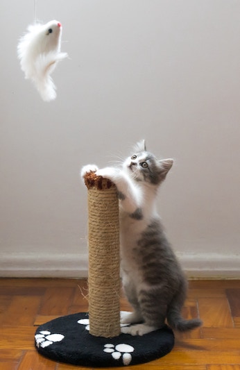 Kitten on cat tree playing with hanging toy