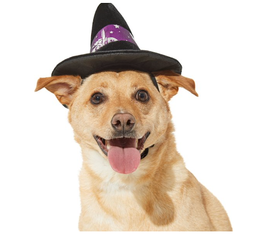 Dog Witch Hat