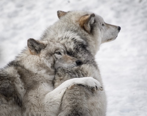 Wolf hugging another wolf in the snow